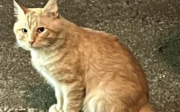 Quiz Litt�rature, po�sie