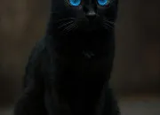 Test En quel animal te transformerais-tu lors de la pleine lune ?