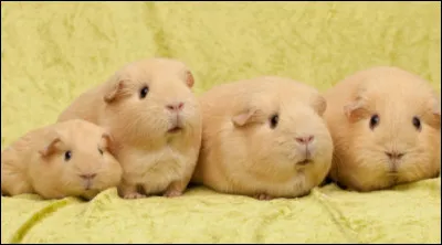 Que veut dire "meerschweinchen " ?