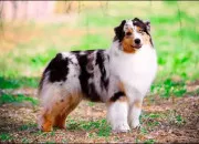 Quiz Les animaux en japonais