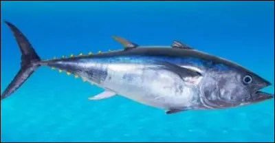 Comment dit-on thon ?