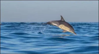 Comment dit-on dauphin ?