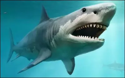 Comment dit-on requin ?