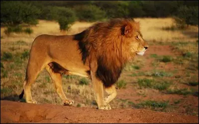 Comment dit-on lion ?