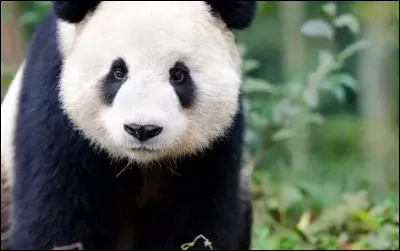 Comment dit-on panda ?