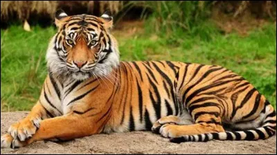 Comment dit-on tigre ?