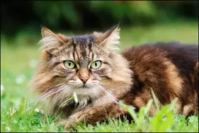 Comment dit-on chat ?