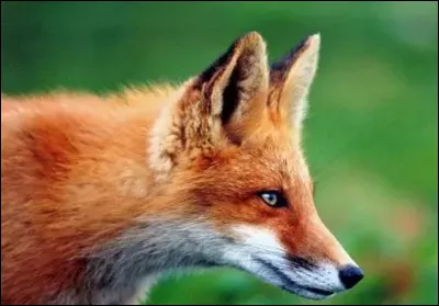 Comment dit-on renard ?
