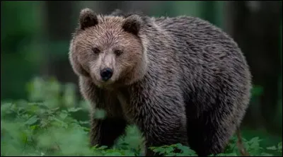 Comment dit-on ours ?