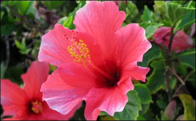 Quelle est cette fleur embl&eacute;matique de l'&icirc;le de la Guadeloupe qui se d&eacute;cline en couleurs &eacute;clatantes, rouge, rose, blanc et jaune ?