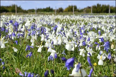C'est une fleur end&eacute;mique de l'archipel des Gl&eacute;nan, aujourd'hui prot&eacute;g&eacute;e par une r&eacute;serve naturelle Quelle est-elle ?