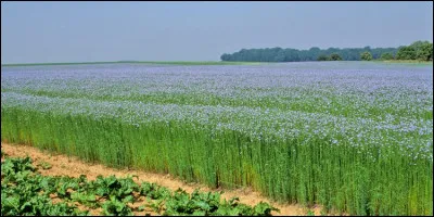 C'est surtout en Normandie qu'est cultiv&eacute;e cette plante &eacute;cologique qui n'a besoin ni d'intrant chimique ni d'irrigation. C'est...