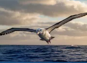 Quiz Quiz qui vole haut ! Les oiseaux migrateurs :