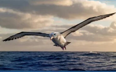 Quiz Oiseaux