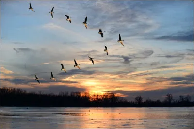 Que sont ces oiseaux de couleur blanche, qui effectuent un vol en V, avec lesquels Nils Holgersson a effectu&eacute; son ''Merveilleux voyage &agrave; travers la Su&egrave;de'', dans un roman c&eacute;l&egrave;bre de lecture enfantine ?