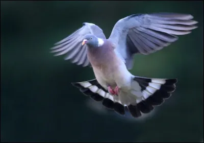 Que sont ces oiseaux tr&egrave;s pris&eacute;s des chasseurs, ayant un excellent sens de l'orientation, en provenance des pays du Nord (Autriche, Su&egrave;de, Danemark, Russie) qui se d&eacute;placent vers la France et dont la majorit&eacute; converge vers les Pyr&eacute;n&eacute;es-Orientales lors de leur migration ?