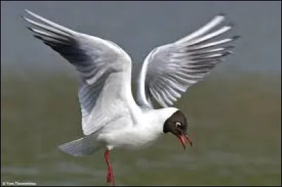 Quel est ce bel oiseau blanc consid&eacute;r&eacute; comme un migrateur partiel qui demeure s&eacute;dentaire s'il habite les r&eacute;gions occidentales ou m&eacute;ridionales, &agrave; l'inverse de ses confr&egrave;res voyageurs ? Pr&eacute;cisons que cet oiseau est connu pour &ecirc;tre ami avec Gaston Lagaffe !