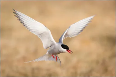 Quel est cet oiseau tr&egrave;s endurant qui a battu le record de la plus longue migration connue en parcourant 80 000 km par an ?
