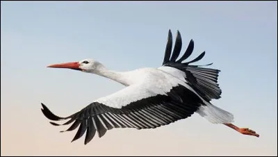 Que sont ces &eacute;chassiers tr&egrave;s fid&egrave;les &agrave; leurs nids qu'ils retrouvent chaque ann&eacute;e au printemps sous les toits des maisons alsaciennes ?
