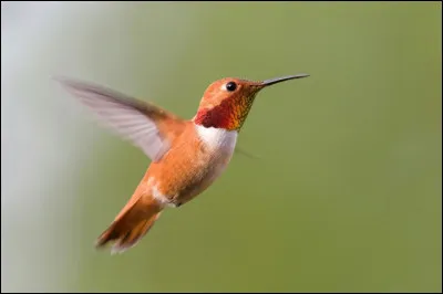 Quel est ce minuscule individu, pesant 5 grammes, champion des oiseaux migrateurs, capable d'accomplir l'exploit de voler sur une distance d'environ 6 000 km dont 1 000 km sans aucune halte ?