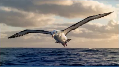 Baudelaire le d&eacute;crivait par les mots ''ses ailes de g&eacute;ant l'emp&ecirc;chent de marcher''. C'est le plus grand oiseau de par son envergure, qui peut voler plusieurs jours cons&eacute;cutifs sans escale en utilisant le vol battu, mais qui peut aussi se d&eacute;placer en surfant sur les vagues :