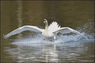 Quel est cet animal majestueux, embl&eacute;matique de la Finlande, qui peut parcourir des milliers de kilom&egrave;tres pour migrer en Europe du Sud ou en Asie de l'Est ?