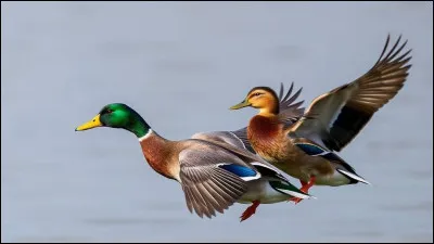 Qu'est-il exact concernant le canard colvert qui niche en France ?