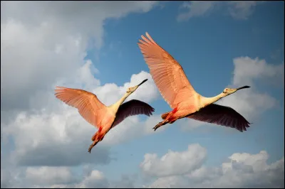 Pourquoi ces oiseaux du bassin m&eacute;diterran&eacute;en, capables de voler &agrave; 50 km/h, voire jusqu'&agrave; 70 km/h par les vents portants, ayant une esp&eacute;rance de vie de 50 ans, sont-ils consid&eacute;r&eacute;s comme des migrateurs partiels ?