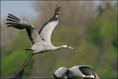 Voici un des plus grands &eacute;chassiers d'Europe remarqu&eacute; pour son &eacute;l&eacute;gance. Ces oiseaux originaires des pays du Nord (Scandinavie et Finlande entre autres) viennent passer l'hiver en Camargue, ce sont :