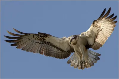Quel est ce rapace qui voyage en solitaire, et qui le reste du temps, niche dans les arbres aux abords des eaux poissonneuses, environnement n&eacute;cessaire &agrave; son alimentation ?