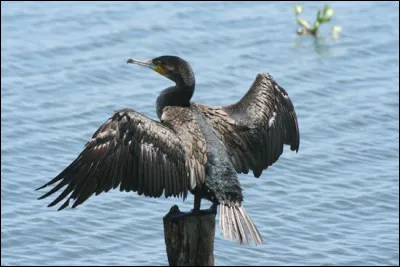 Quel est cet oiseau d'eau de couleur noire, consid&eacute;r&eacute; comme un migrateur partiel ?