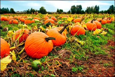 Avec cette image, quel est le conte / l�histoire ?