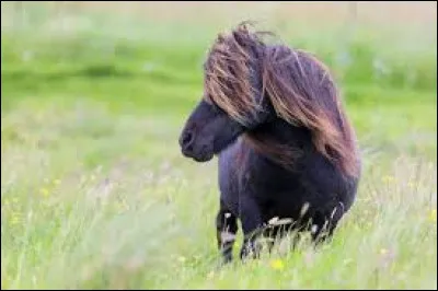 Pour toi l'&eacute;quitation, c'est...