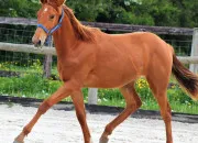 Quiz Quelle est cette robe ?