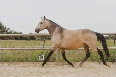 Mais ! Ne serait-ce pas la robe du magnifique mustang Spirit ?