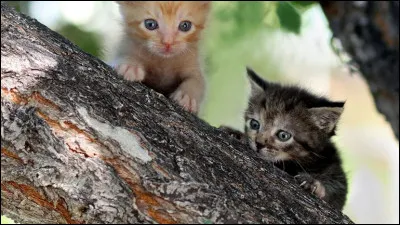 Tu attends des chatons !