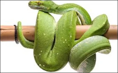 Quel est le cri du serpent ?