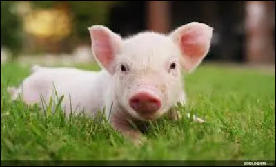 Quel est le cri du cochon ?