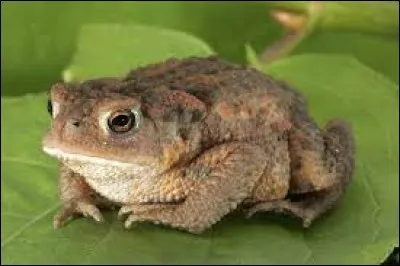 Quel est le cri du crapaud ?