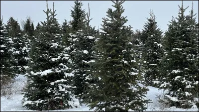 A quelle classe appartiennent les arbres tels que le sapin, le pin et l'&eacute;pic&eacute;a ?
