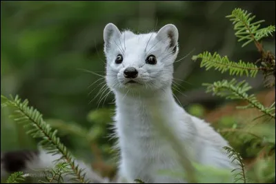 D'o&ugrave; vient la l&eacute;gende de la "Blanche Hermine" animal symbolique en Bretagne ?
