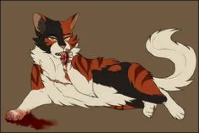 Voyons voir si tu connais ce chat :