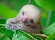 Quiz Le quiz insolite sur les animaux