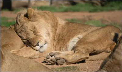 Quel animal dort le moins ?