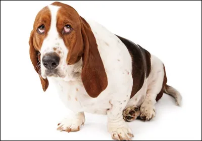 Quel animal a la m&eacute;moire r&eacute;put&eacute;e tr&egrave;s d&eacute;velopp&eacute;e ?