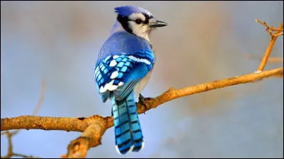 Quel animal est capable de voler sur place ?