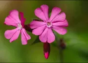 Quiz Parlons argot (2)