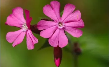 Quiz Langue fran�aise