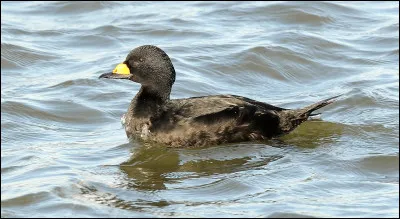 Pour dire poche, quel mot emploie-t-on ?