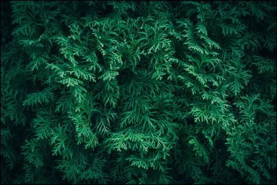 Quel est ton &eacute;l&eacute;ment ?